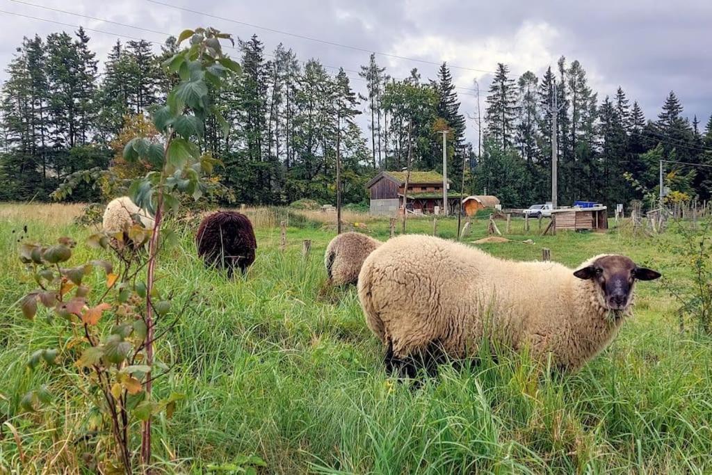 Chalet Boruvka - Biofarma Na Samote V Lesich Benesov  外观 照片
